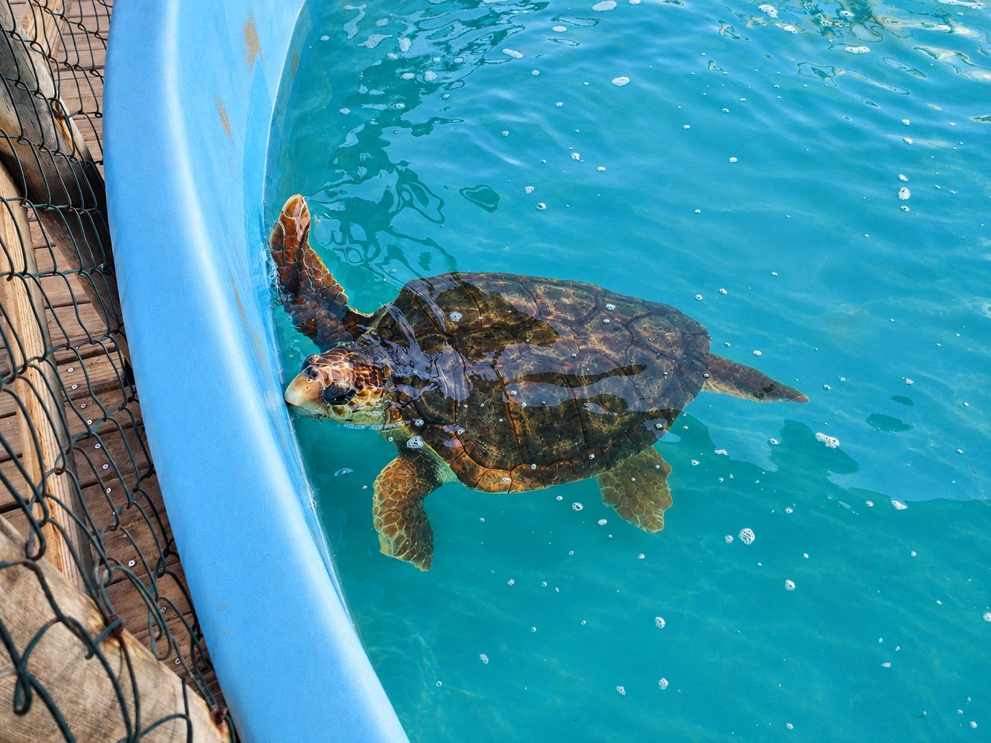 Projeto Tamar en Barra da Lagoa, base de conservación de tortugas marinas